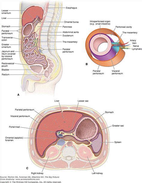 Peritoneal Cavity Arteries Anatomy Serous Membrane Gross Anatomy