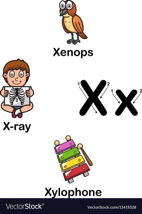 Alphabet Letter X Xenops X Ray Xylophone Vector Image Alphabet Letters