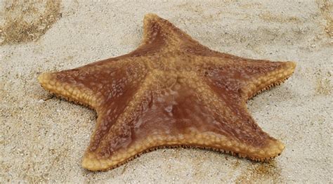 Realistic 3d Render Of Bat Starfish Stock Photo Download Image Now