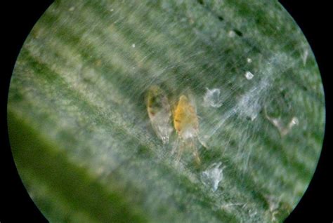 Its Not Work Its Gardening Mites On Bamboo Or Bamboo Mites