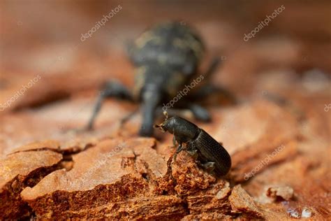 Escarabajo De Corteza De Hylastes En Madera De Pino Escarabajo Hocico Hylobius Abietis En El