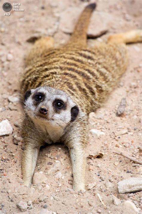 Meerkat Animals Beautiful Cute Animals Meerkat