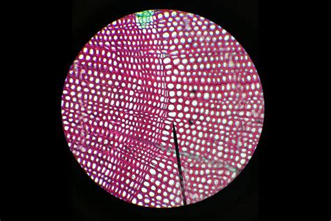 What is the function of a xylem cell. Phloem vs Xylem - Difference and Comparison | Diffen