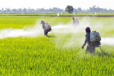 Farmer Spraying Pesticide In The Rice Field Stock Photo Image Of