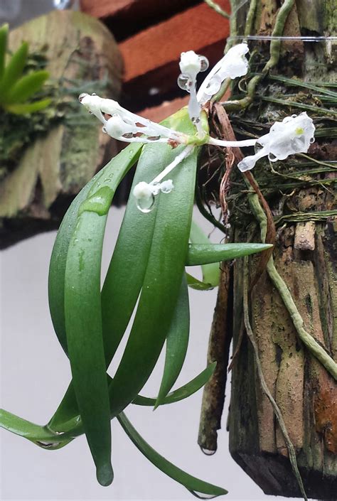 Podangis Dactyocerus Miniature Orchid Flowers About The Size Of A