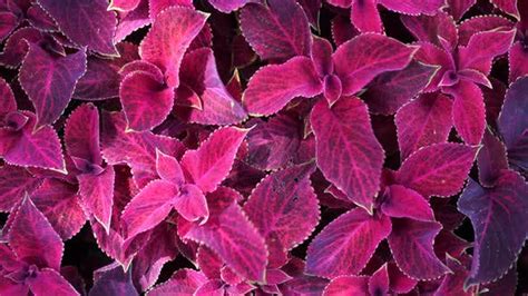 Bright Red Leaves Of Perennial Plant Coleus Plectranthus