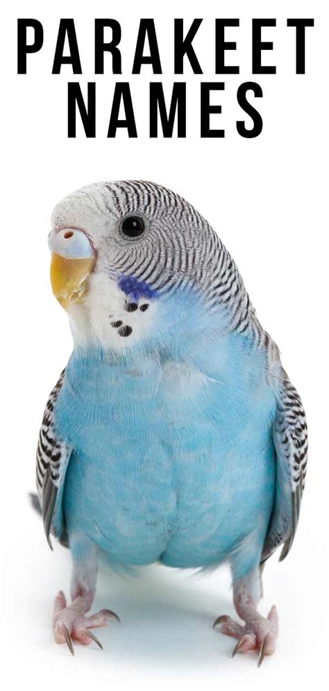 Parakeet Names 350 Ideas For Naming Your Beautiful Bird 2022