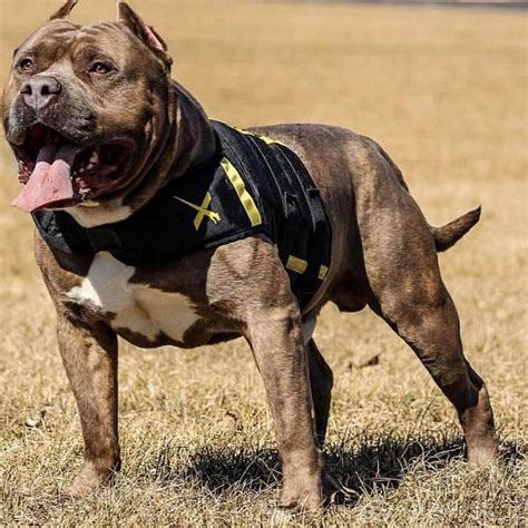 Pitbull — слушать песни онлайн. Pitbull dog and puppies facts you should be aware of ...