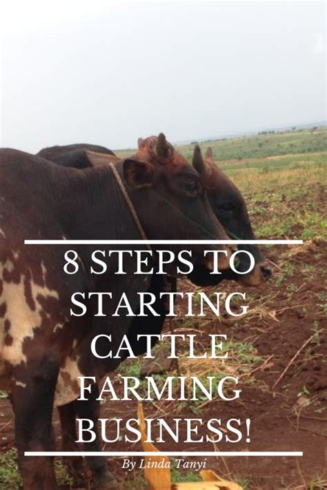 8 Steps To Starting Cattle Farming Business Agriculture