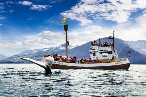 Husavik Whale Watching Tour Aboard A Traditional Oak Ship 2022