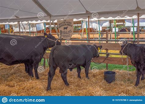 Agricultural Show Uk Editorial Stock Photo Image Of Line 157276788