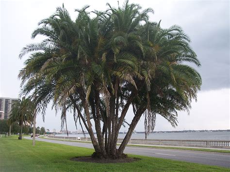 Quality Phoenix Reclinata Palm Trees West Coast Trees