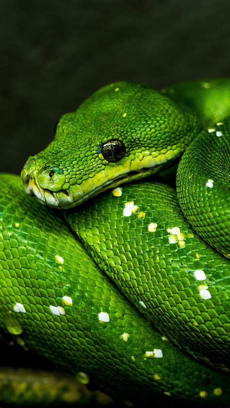 Thankfully, they all missed, but if any of the mamba's blows. Download wallpaper 2160x3840 snake, green, reptile ...