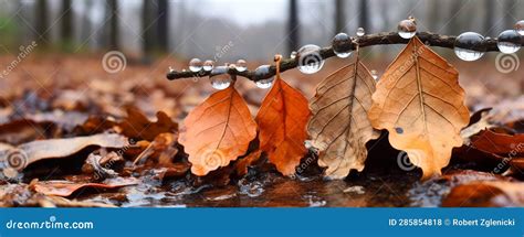Season of Rain and Leaves: Autumn S Arrival in Nature, Generative AI