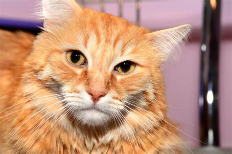 Cats Close Up Stock Image Image Of Pets Kitten Shorthair 76920605
