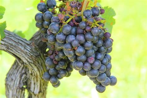 Duo Clusters Of Vitis Vinifera By Cathy Lindsey Wine