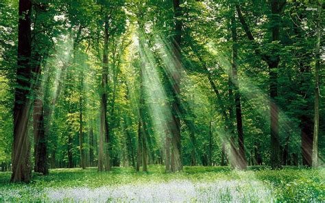 Green Nature Trees Forests Grass Outdoors Sunlight Wallpapers Hd