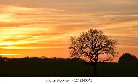 Naked Tree Sunset Panorama Can Be Foto Stok Shutterstock
