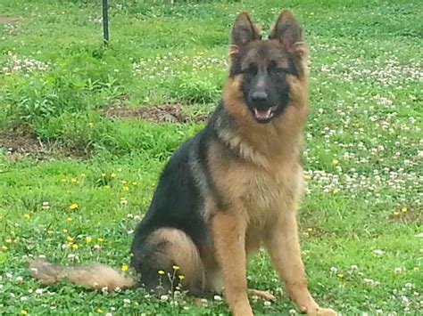 German shepherds for sale breed group: AKC Puppies For Sale In Alabama - AKC Marketplace