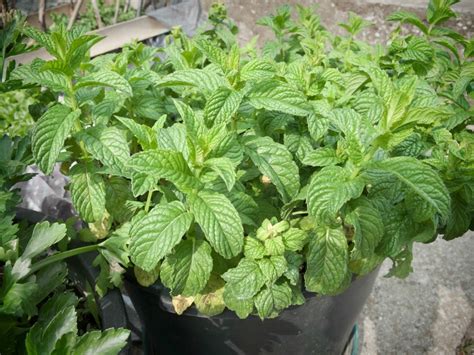 Growing Spearmint Thriftyfun