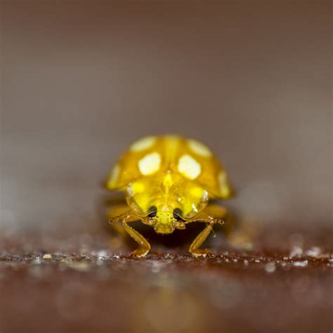無料画像 ボケ 写真 昆虫 黄 動物相 無脊椎動物 閉じる 屋内 Canon7d Dof 甲虫 ニクバレンタイン