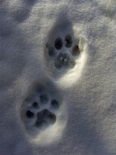 Mountain Lion Tracks St Mary Campground Mountain Lion Cat Paws Lions