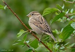 Ein kleiner Sperling Foto & Bild | tiere, wildlife, wild lebende vögel ...