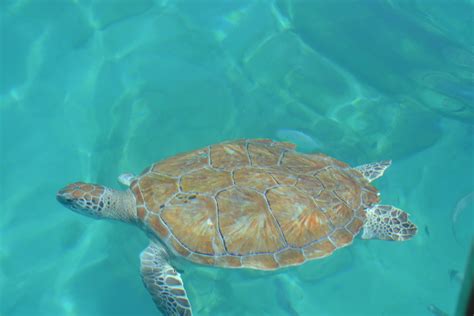 Free Images Water Sun Summer Sea Turtle Reptile Fauna Holidays