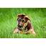 Adopting German Shepherd Puppies Everything You Need To Know