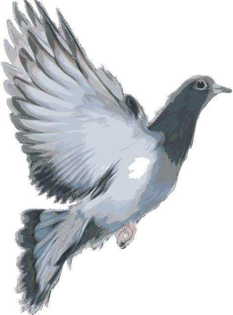 Flying Pigeon Png