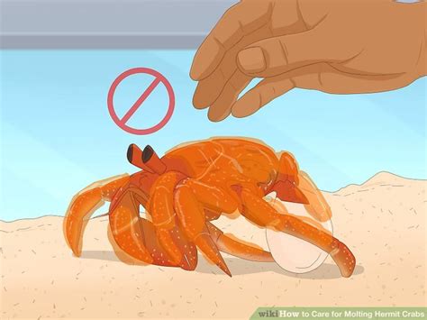How To Care For Molting Hermit Crabs With Pictures Wikihow