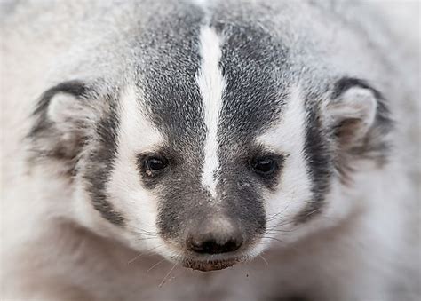 American Badger Facts Animals Of North America