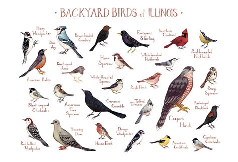Feeders stocked with sunflower seeds may have aided its northward spread. Illinois Backyard Birds Field Guide Art Print / Watercolor