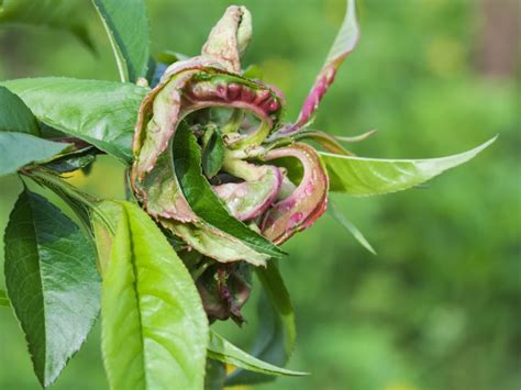 Tips For Controlling Peach Leaf Curl