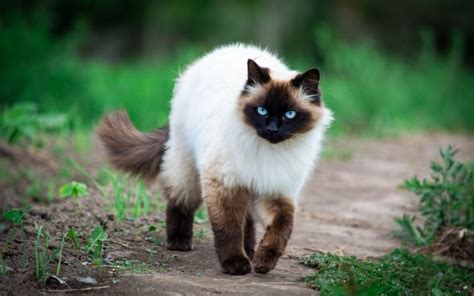 Himalayan Ragdoll Mix Everything You Need To Know Pictures