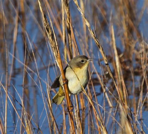 Pictures And Information On Common Yellowthroat