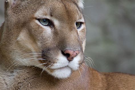 El Puma Del Este Declarado Extinto Blog Del Medio Ambiente