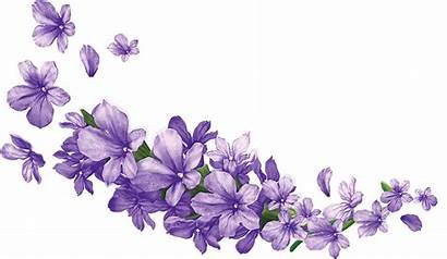 Lavender Transparent Flower Clipart Wisteria Purple Lilac