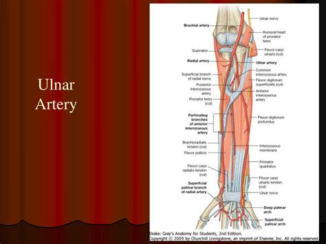 Ppt Blood Supply Of The Upper Limb Powerpoint Presentation Free