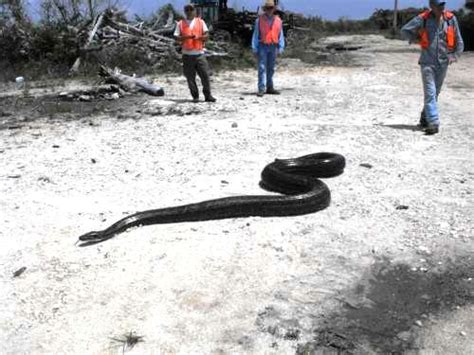 Everglades Invasive Snakes Like Python Pose A Dangerous Threat