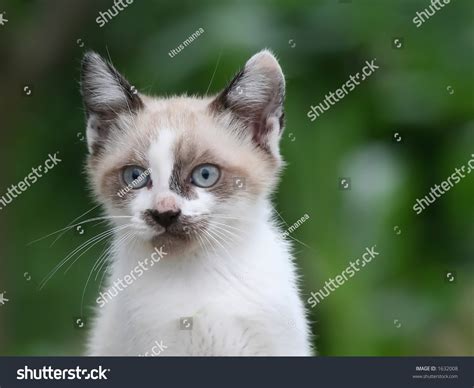 Little Cat Stock Photo 1632008 Shutterstock