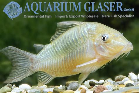 Información para viajes a rio negro: Brochis splendens „Rio Negro" - Aquarium Glaser GmbH