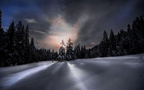 Night In Winter Forest