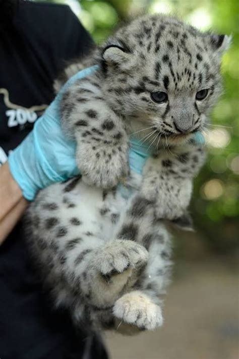 Baby Snow Leopard Cats Pinterest Baby Snow Leopard