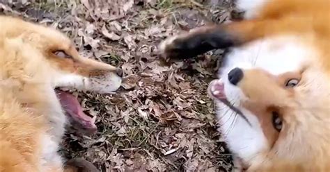 Ever Heard A Fox Laughing With Joy This Viral Video Shows You Two Of Them