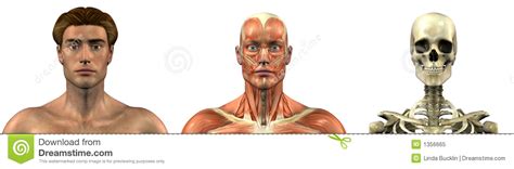 Get resources on the anatomical structure of the heart quickly and easily with screens and recordings. Anatomical Overlays - Male - Head And Shoulders - Front Stock Illustration - Illustration of ...