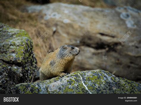 Marmots Large Image And Photo Free Trial Bigstock
