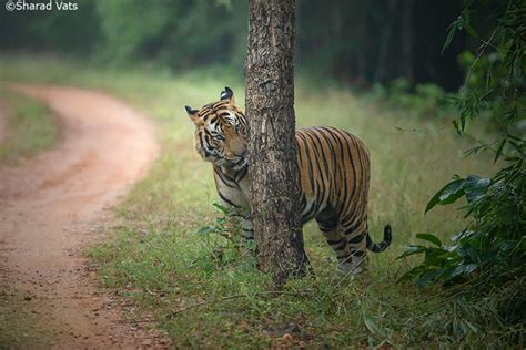 Bandhavgarh Kanha Pench Tour Packages Book Holiday Package At Best