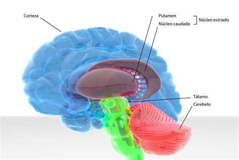Tálamo Región Cerebral Anatomía Estructura Y Funciones