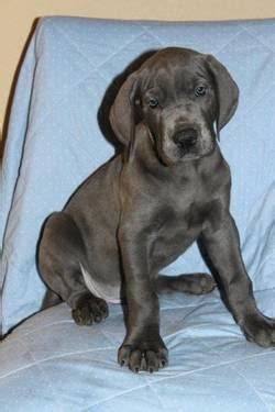 Now it's easier to find great businesses with recommendations. European BLUE Great Dane Puppies - AKC for Sale in Valley ...